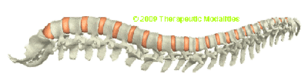 illustration of the spine shown
