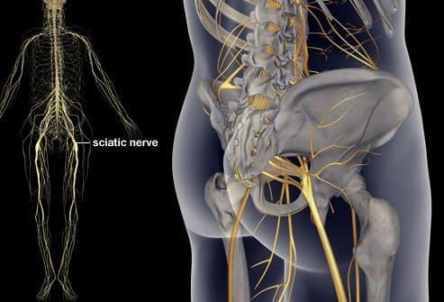 showing the sciatic nerve
