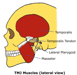 temporalis & master muscle of tmj joint