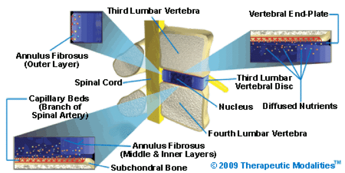 detailed cross section os vertebral disc