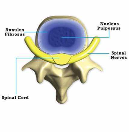 top view of the spine and spinal disc 