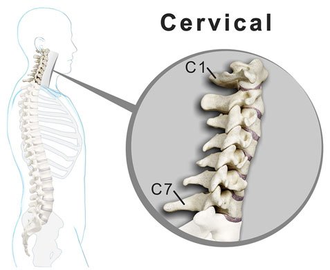 full view of spine with a zoom on the cervical spine