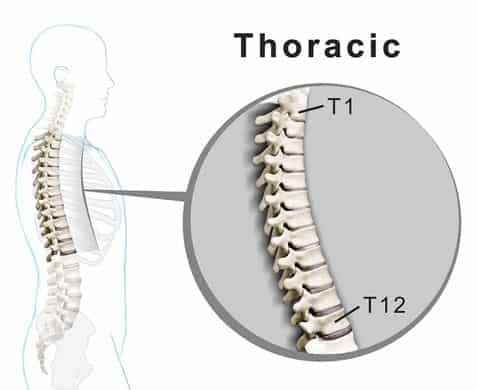 Side view of the full spine with zoom on the thoracic spine