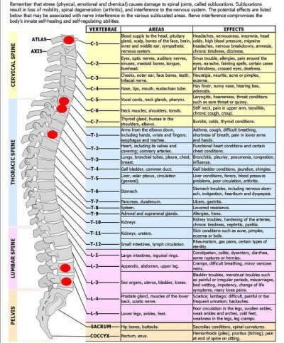 Meric spine chart that shows nerve control on bodily functions 